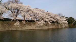 新発田城の桜 2015-001 (1920x1080)