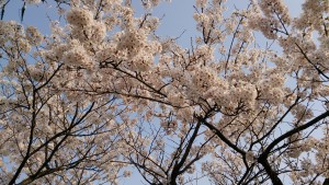 新発田城の桜 2015-002 (1920x1080)