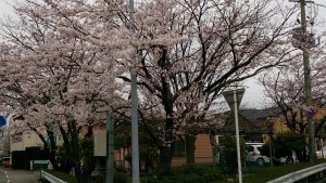桜 001