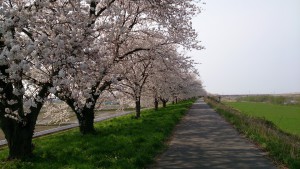 加治川堤の桜 2015-002 (1920x1080)