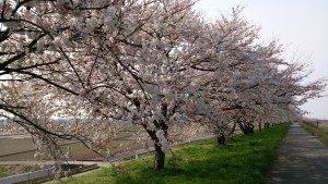 加治川堤の桜 2015-001 (1920x1080)